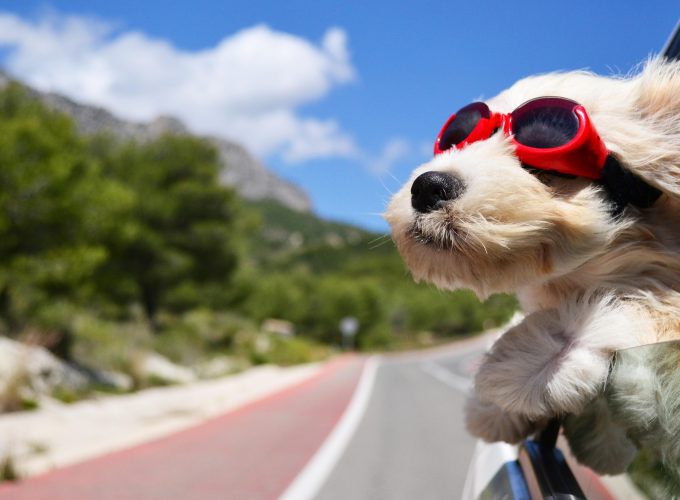 Wallpaper Dog, puppy, road, funny, glasses, hair, sky, nature, Animals 5117519335